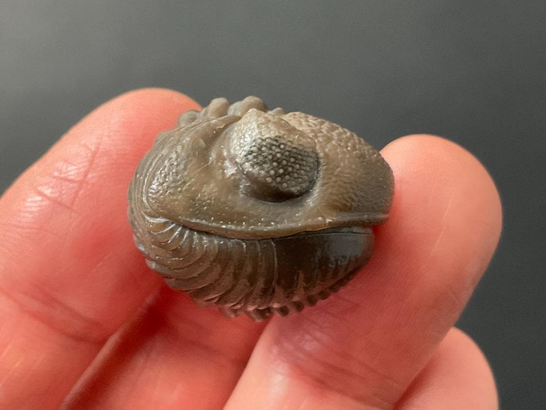 三葉虫 エルドレドゲオプス [PH98] 化石 最高品質