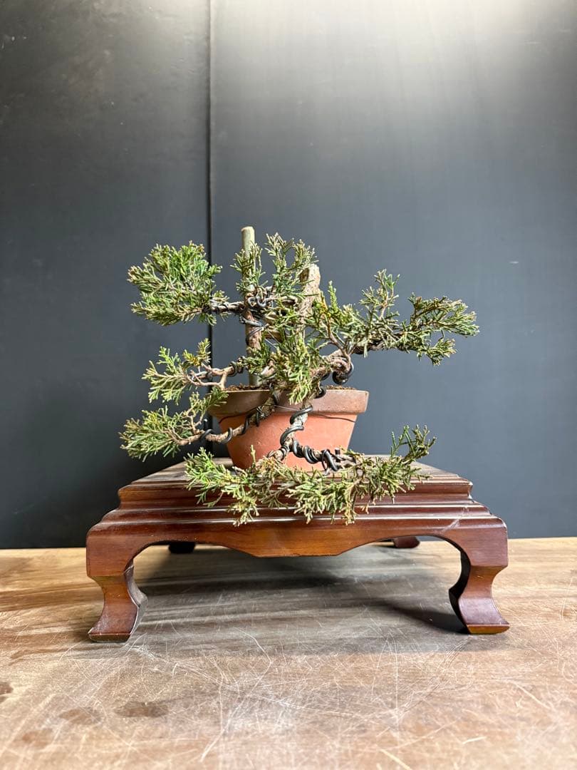 タクボマサヒロ様糸魚川真柏捻転根上がり盆栽素材　希少