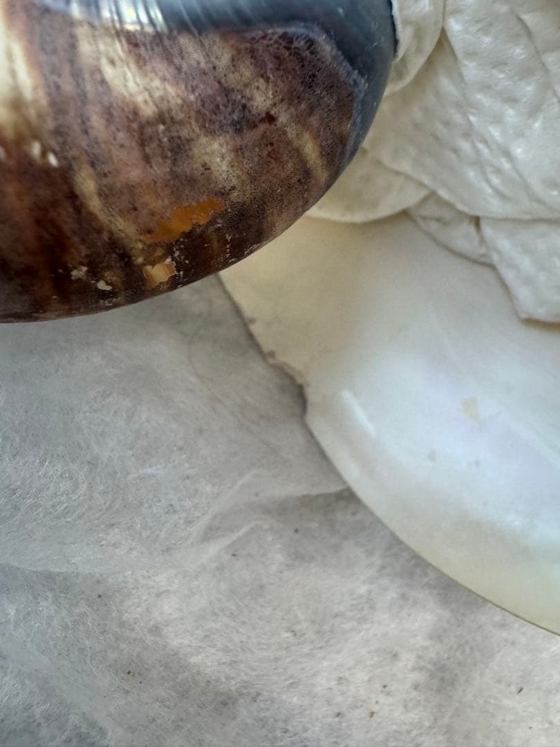 オウムガイ 珊瑚 他 貝殻コレクションセット 16点