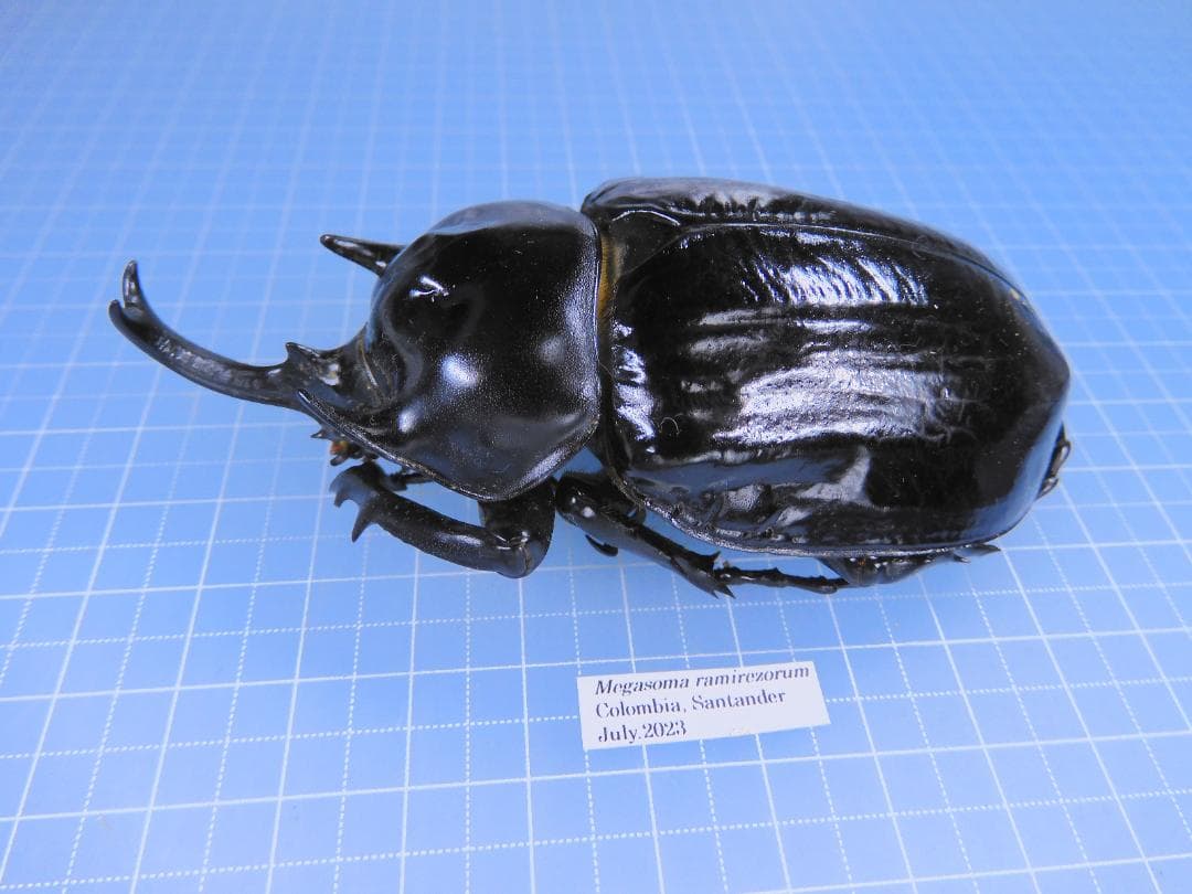 コロンビア産　ラミレスゾウカブト　89mm