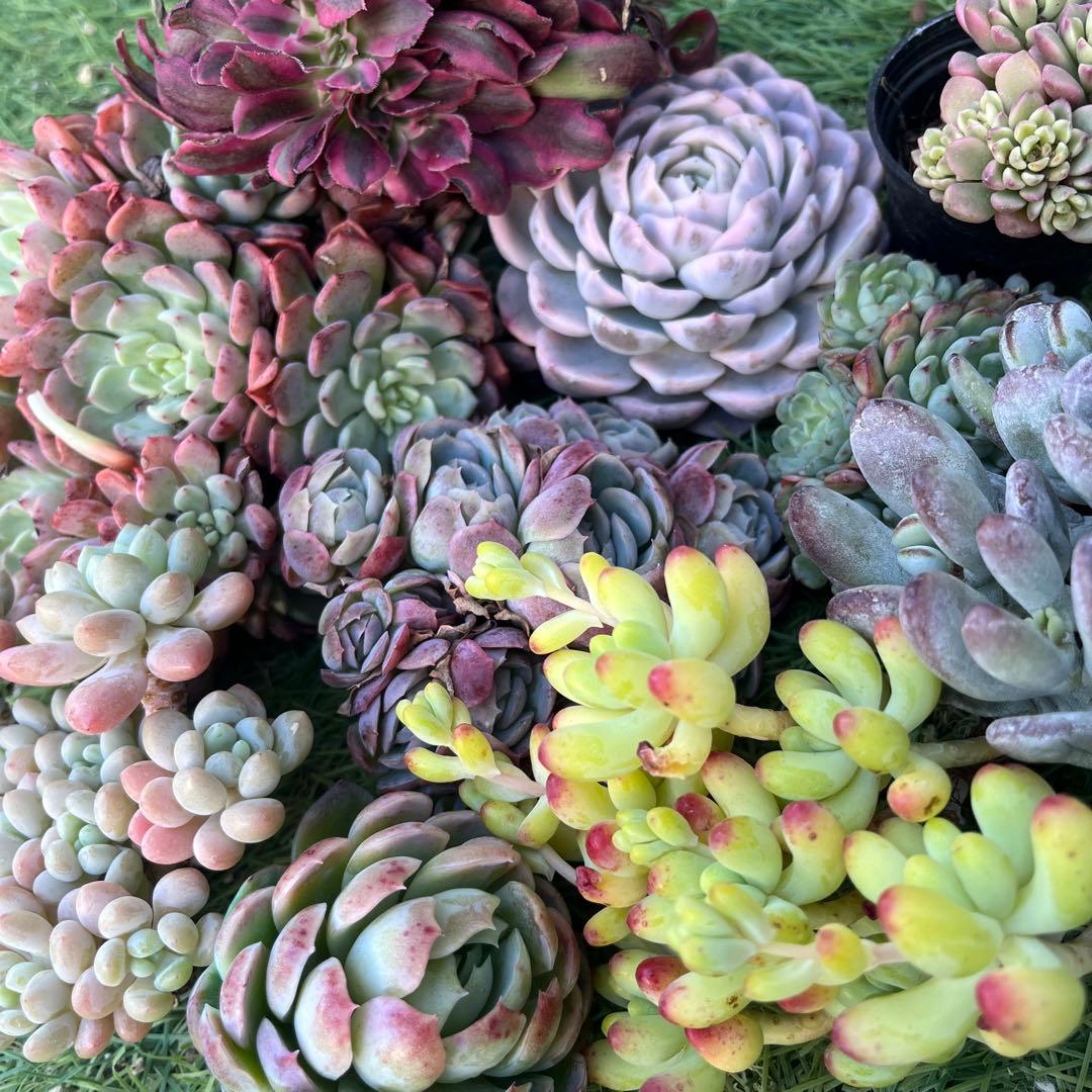 2026多肉たにゆ袋　豪華12苗