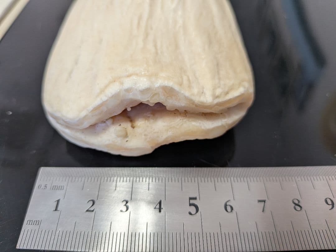 マッコウ鯨歯　本物磨き済み！出ました500グラムアップ