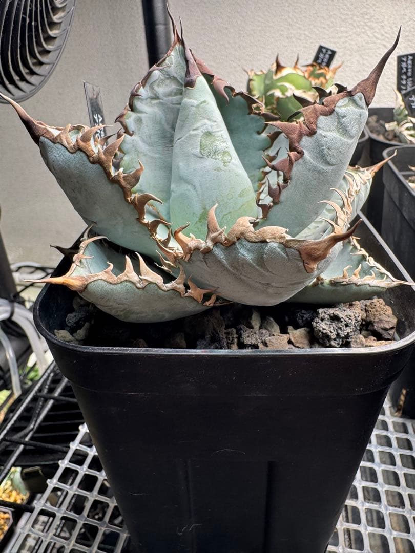 ビースト(写真株販売)アガベ チタノタ