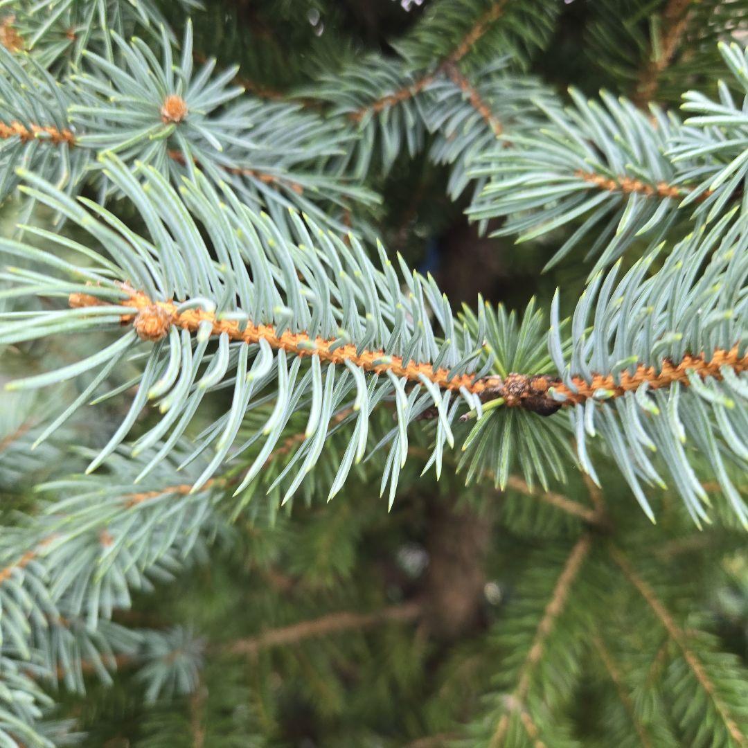 shirou34プンゲンス　トウヒ　スーパーブルー　特大苗木最高等級