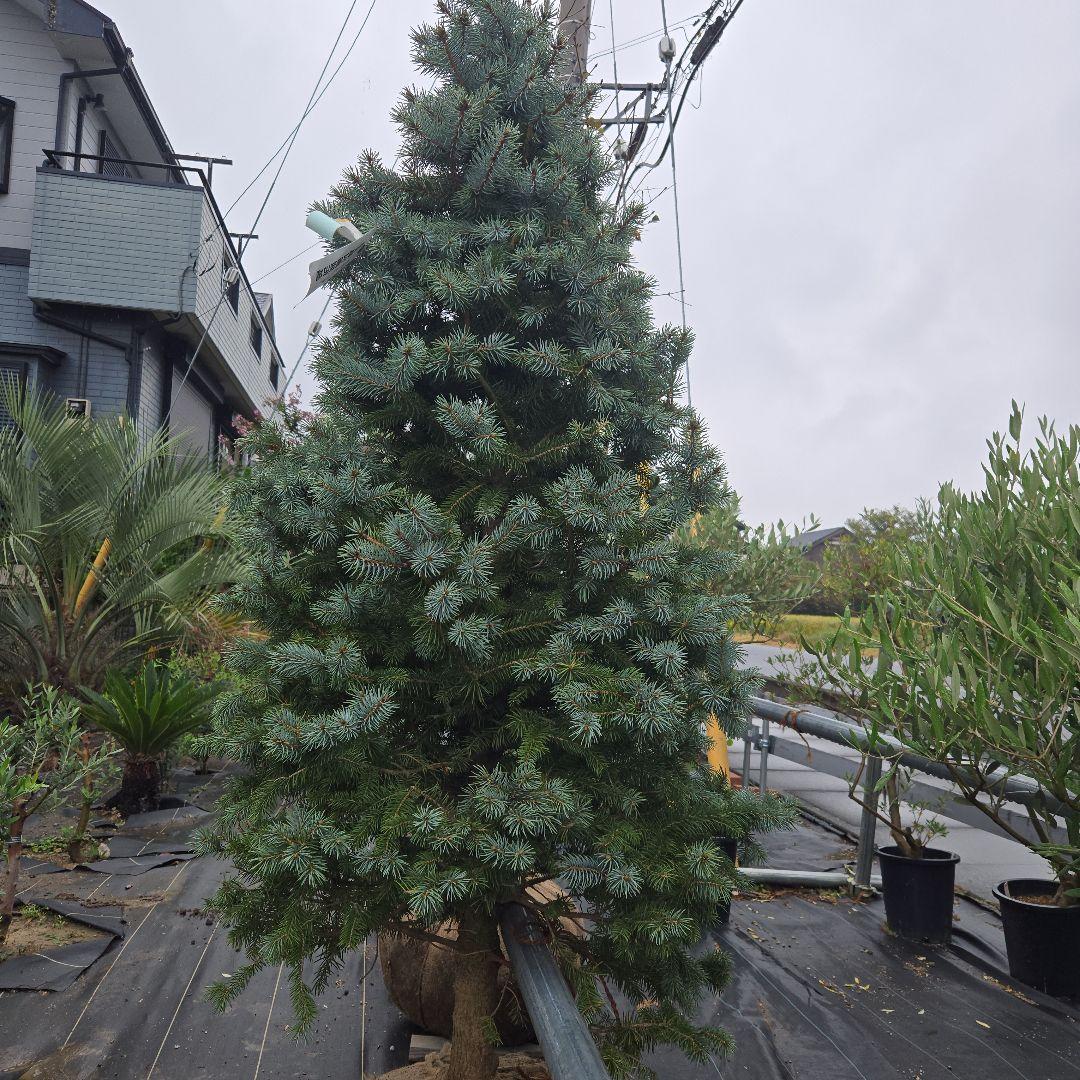 shirou34プンゲンス　トウヒ　スーパーブルー　特大苗木最高等級