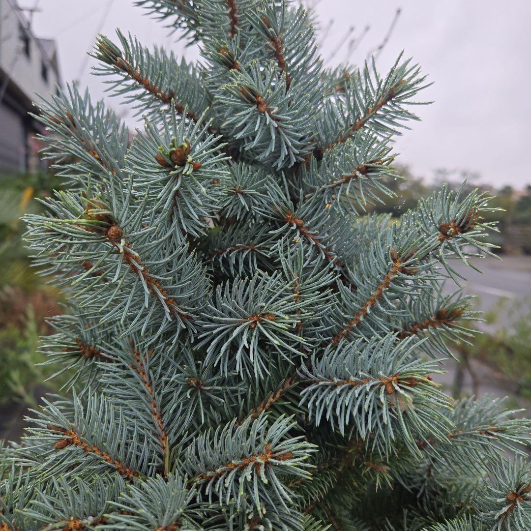 shirou34プンゲンス　トウヒ　スーパーブルー　特大苗木最高等級