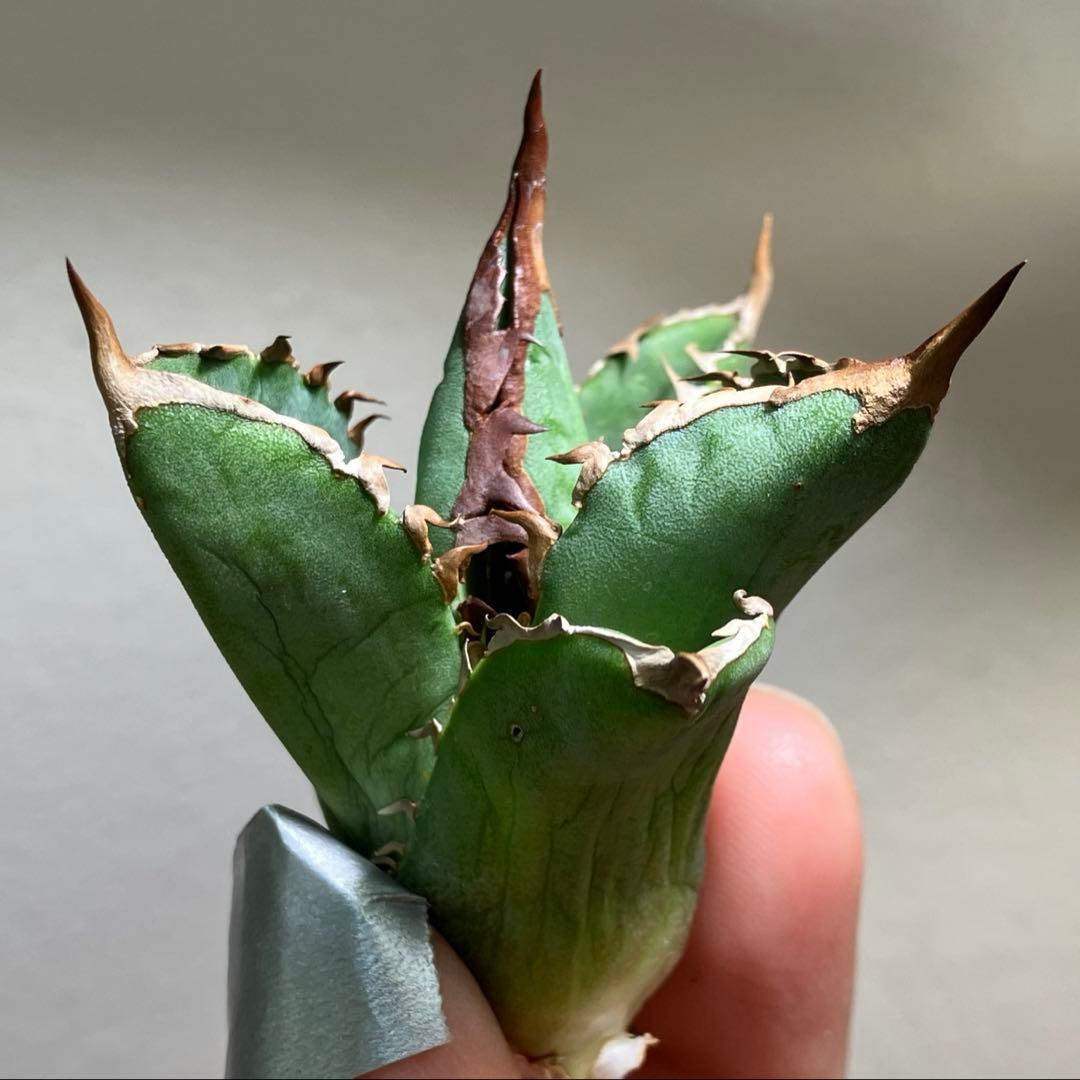 T*☆様 【初売りオークション】111 REZA産　目玉　選抜　アガベ　BUFF