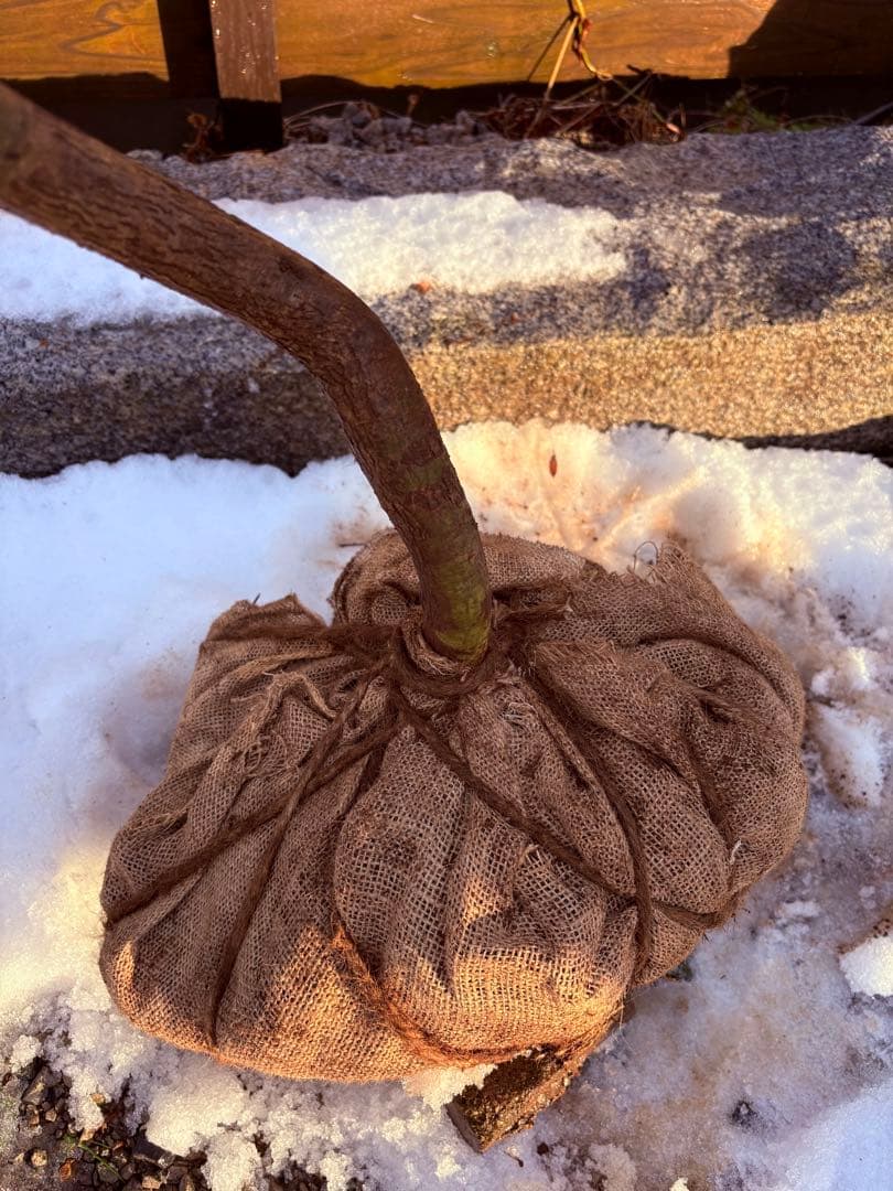 51 天然山採り　サワフタギ