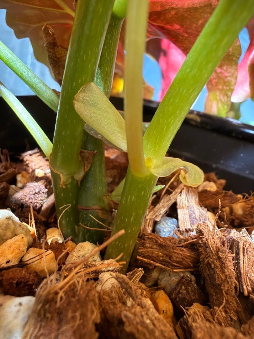 特大株葉数15枚 ベゴニアマクラータ 極上美斑入り