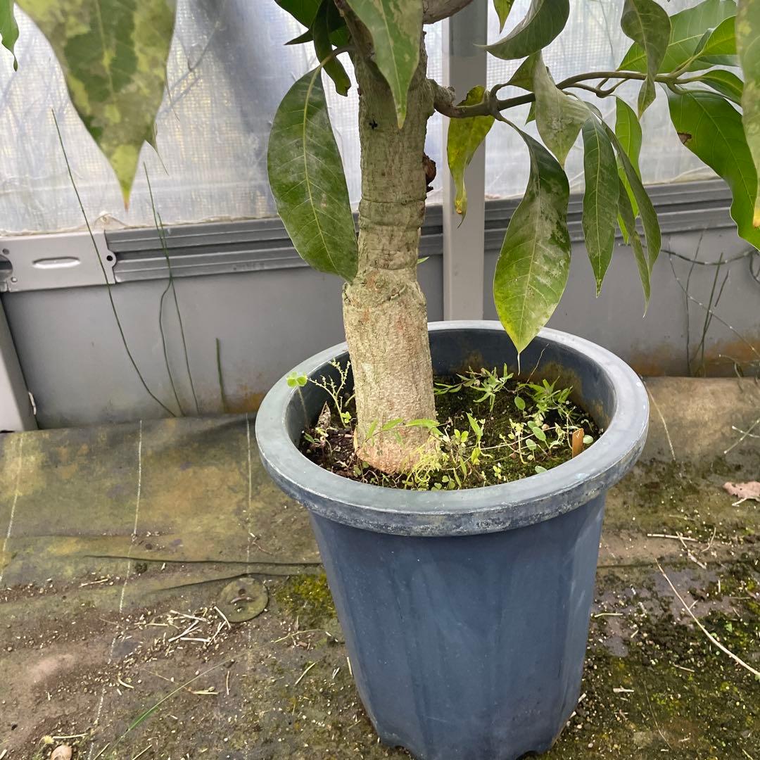 マンゴー苗　品種　リリー　10号 特大