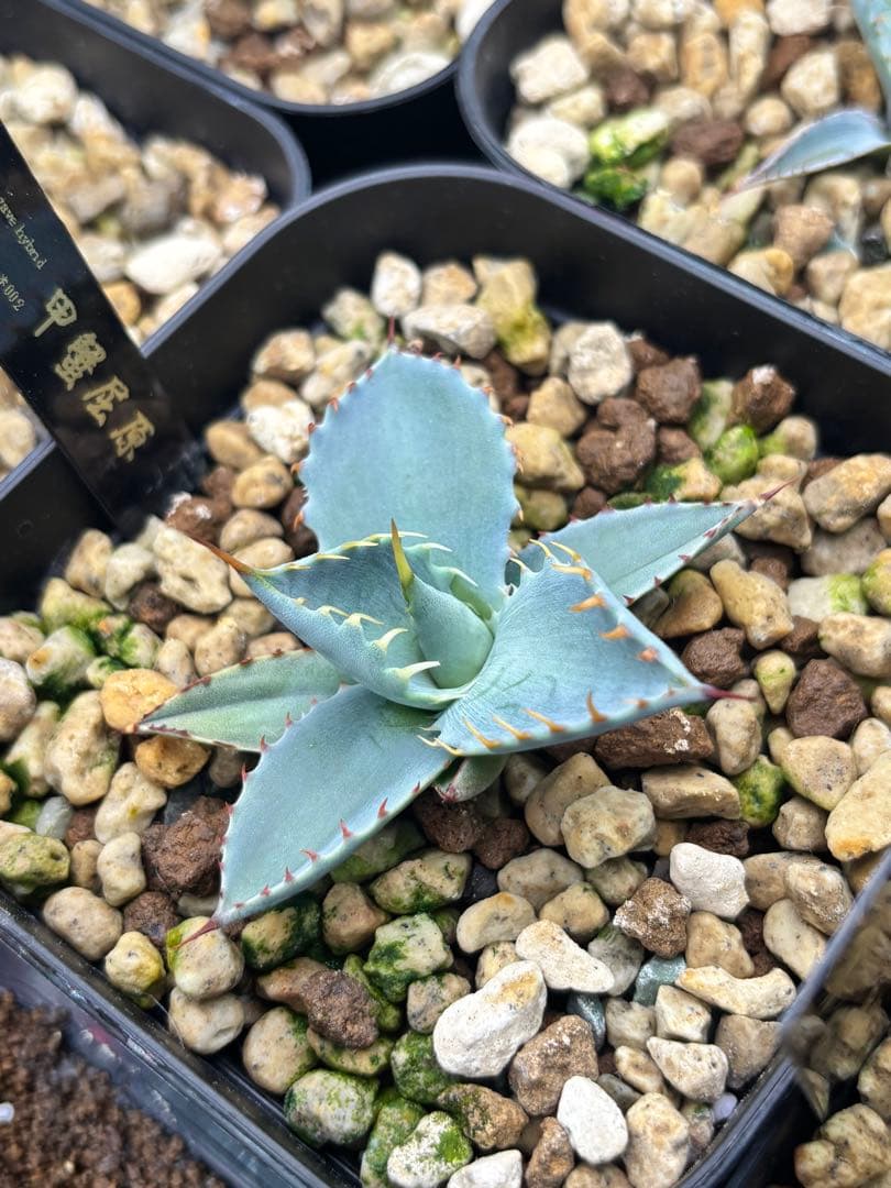 甲蟹屈原 子株 発根剤 青葉 陽炎 狂刺 連刺 ハイブリッド ⑤