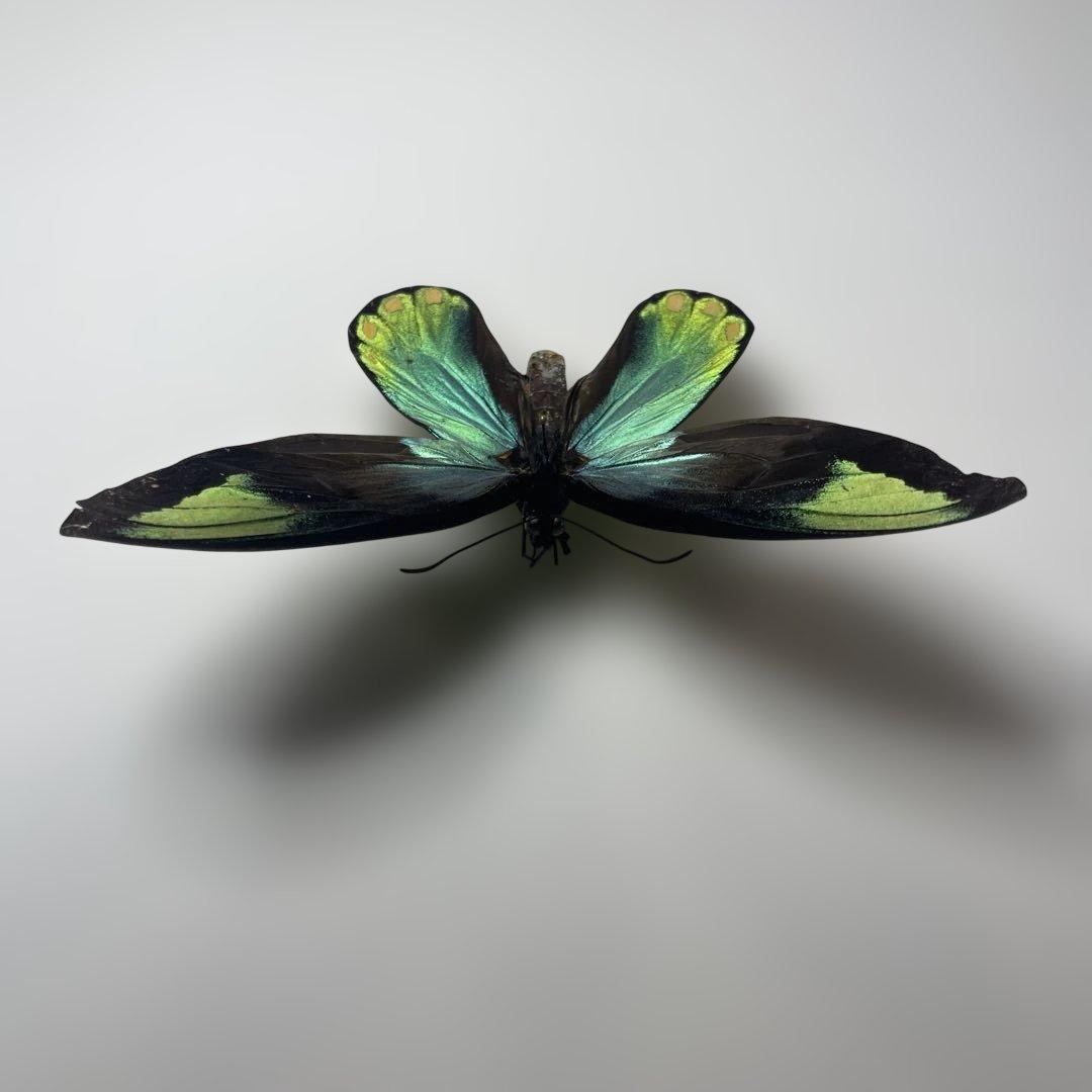 ビクトリアトリバネアゲハ　珍品