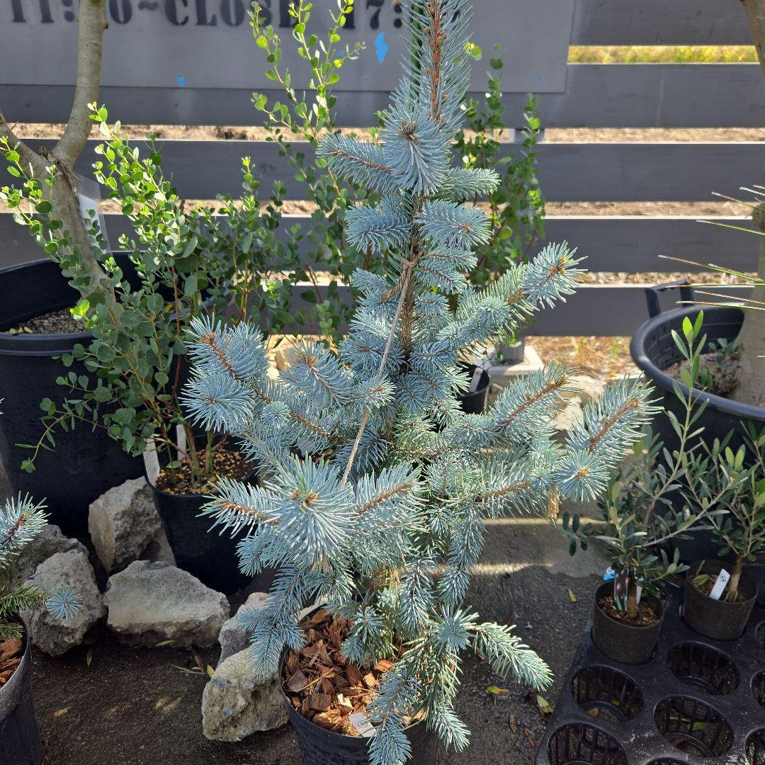 ⑪　ブンゲンス　トウヒ　ホプシー７号　最高等級極上品‼️