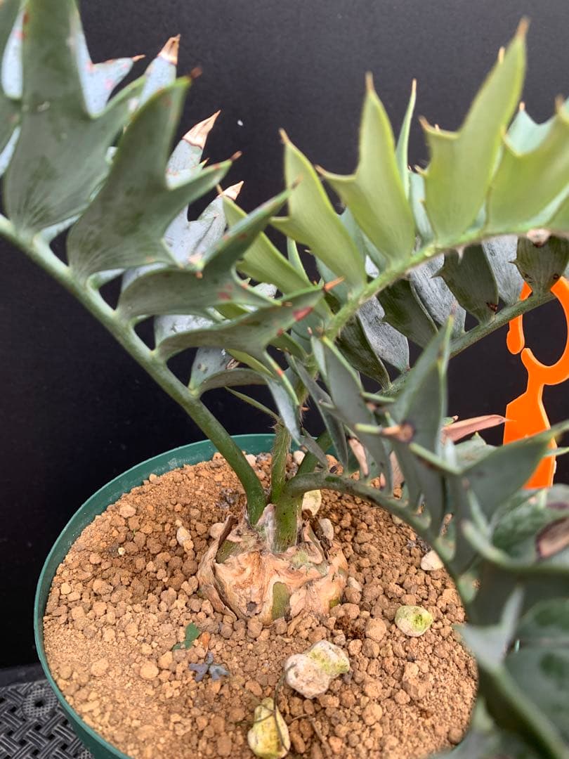 【南ア産・発根済】エンセファラルトス・ホリダス 「ドワーフ」｜No3-41