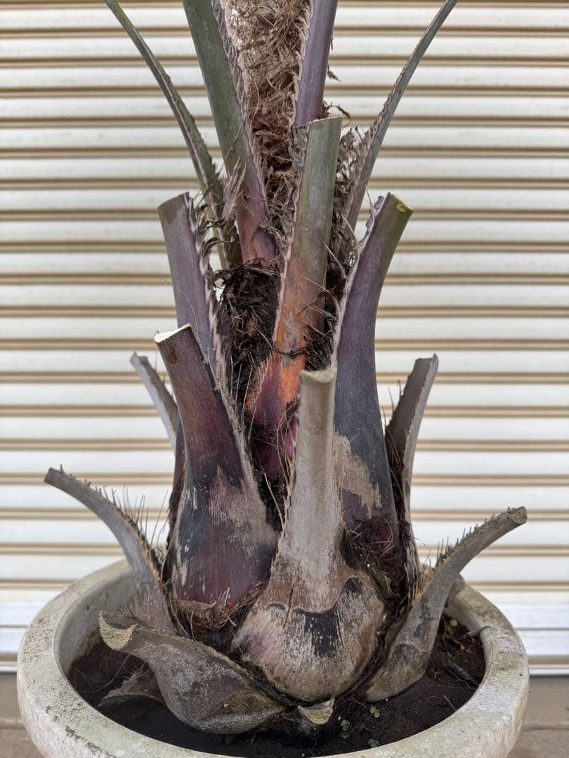 送料込み　ココスヤシ　シルバーリーフ　幹太　鉢植え　庭木　シンボルツリー