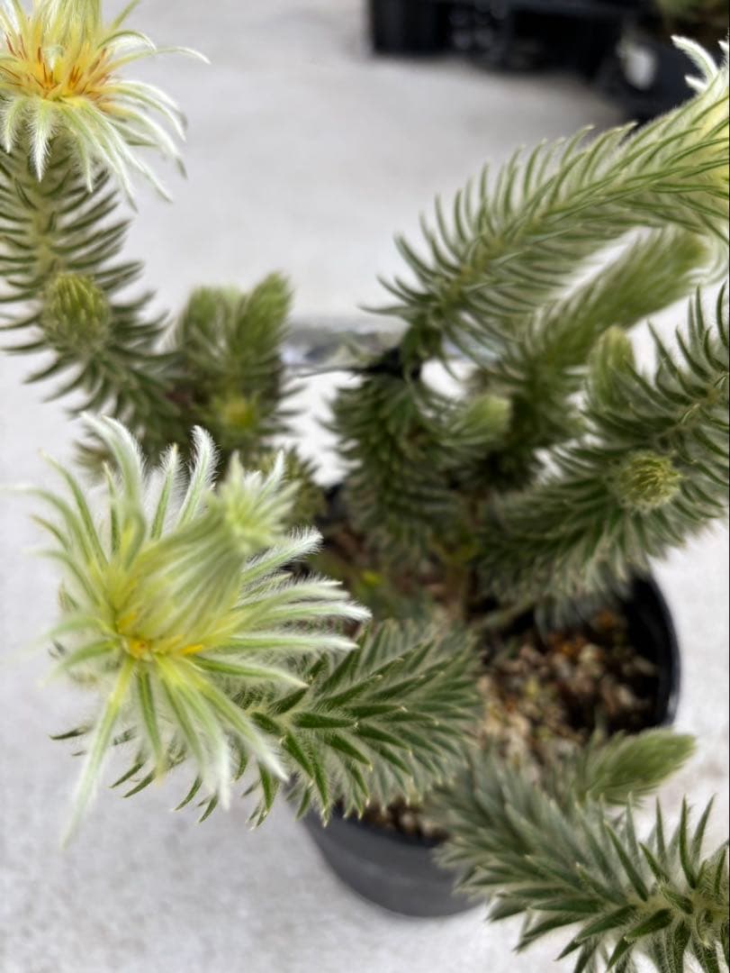 フィリカプベッセンスワフトフェザー　2