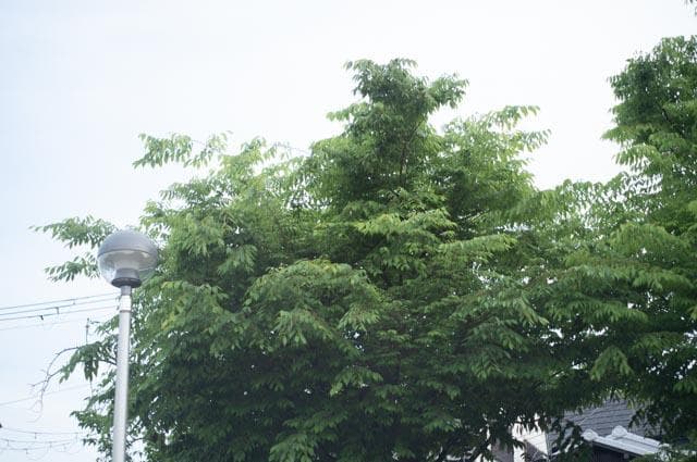 【オールドレンズ】Super Takumar 55mm f1.8 後期