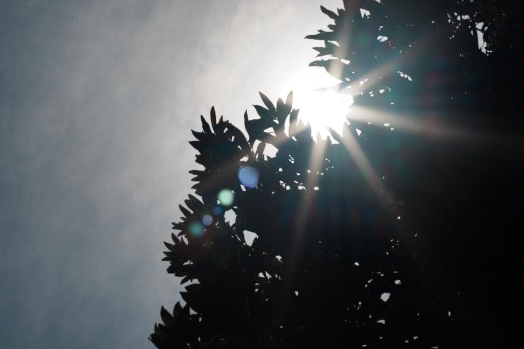 レンズ(単焦点) Carl Zeiss Makro-Planar 100mm f2.8 AE 47