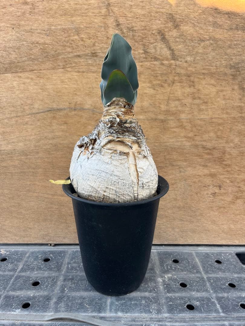 ブーファン　ハエマンソイデス　（検　ハエマントイデス　ディスティチャ