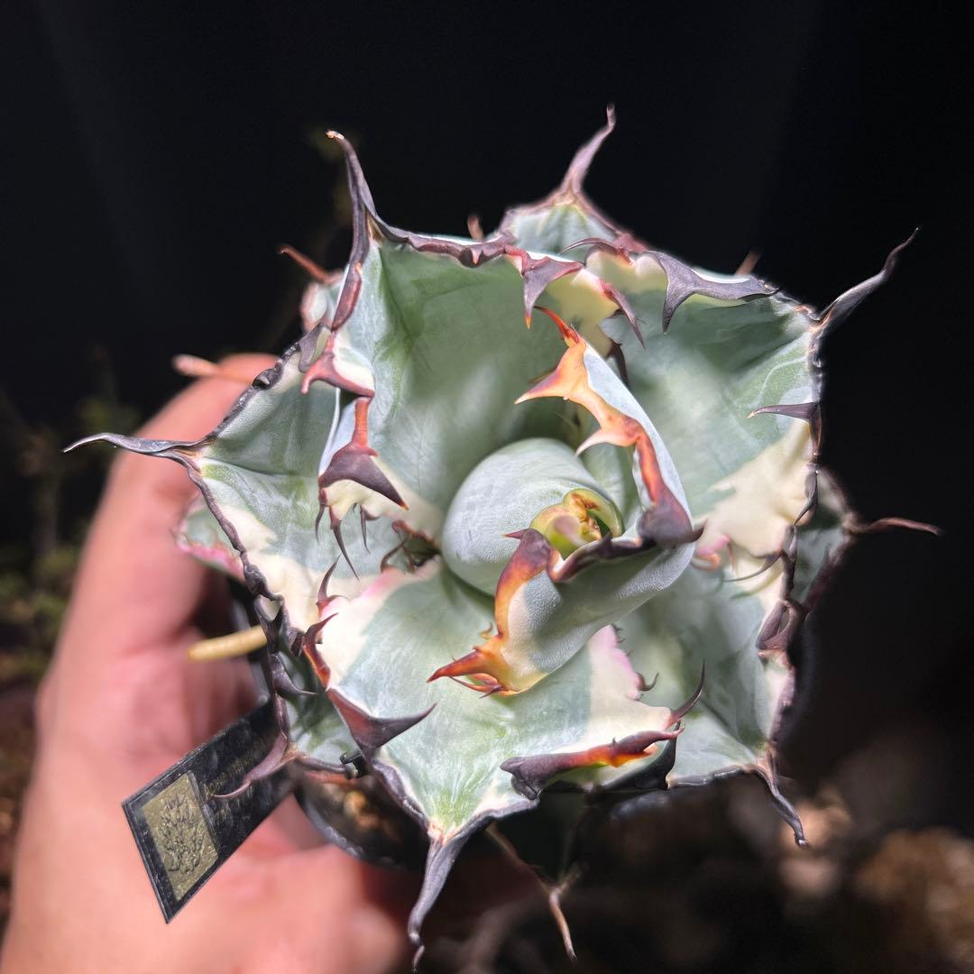 アガベ チタノタ BB錦 白覆輪斑 ブラックアンドブルー錦 発根済み