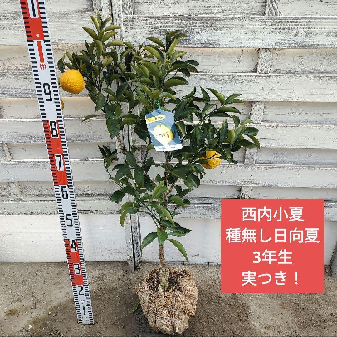 ひい出品 日南N1 極早生 5年生 苗木 結実実績あり！