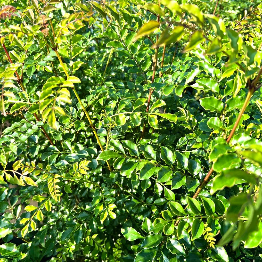 【セット割‼️高さ100㎝前後❗️】シマトネリコ 株立ち 10本立ち以上　2本セット