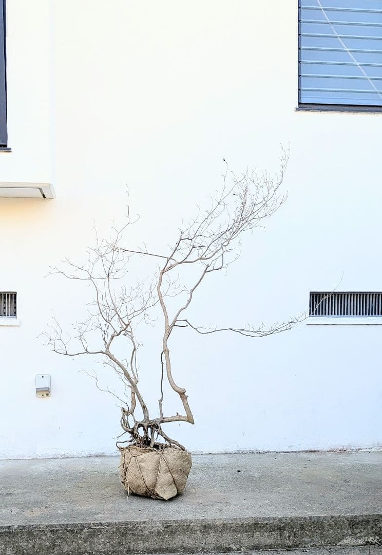 奇跡的。山採りドウダンツツジ。