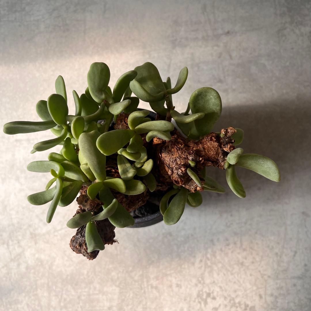 k*3様 ケラリアピグマエア　現地球　発根済み　塊根植物　陶器鉢セット