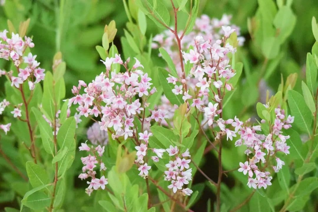 バシクルモン大株　オソロソウ