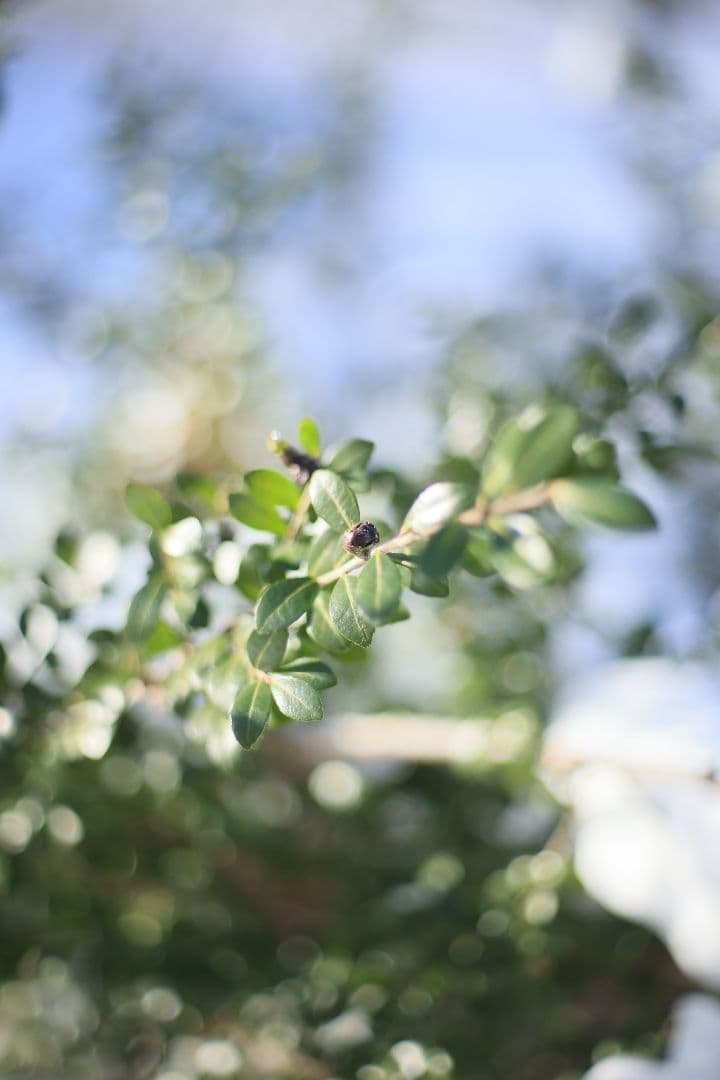 YASHICA AUTO YASHINON DS-M 50mm F1.7【美品】