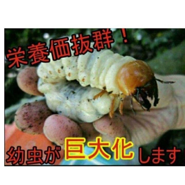 極上！ヒマラヤひらたけ菌糸ブロック【5個】初菌のみ使用！国産オオクワ85ミリ実績