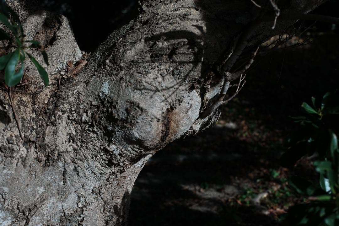 【鷹の目】Minolta MC ROKKOR-PG 58mm F1.2 018