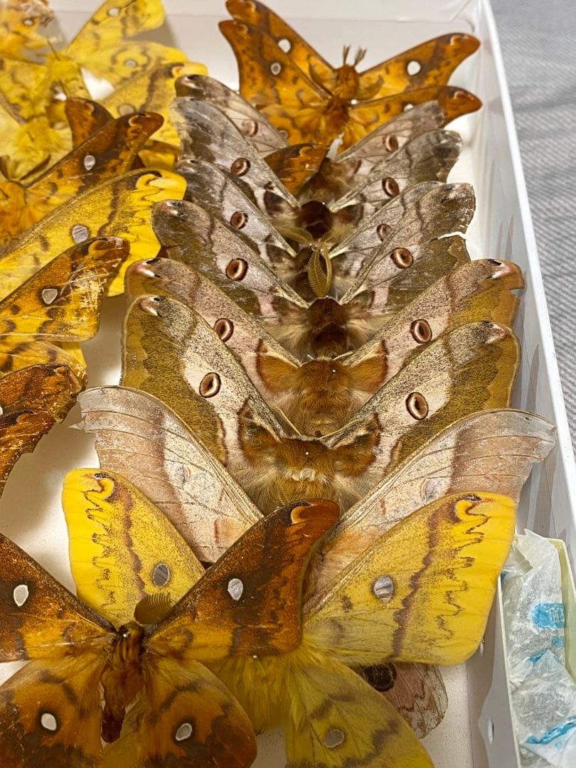 秋のヤママユ標本セット(ボール紙箱ごと)多数（約20匹）