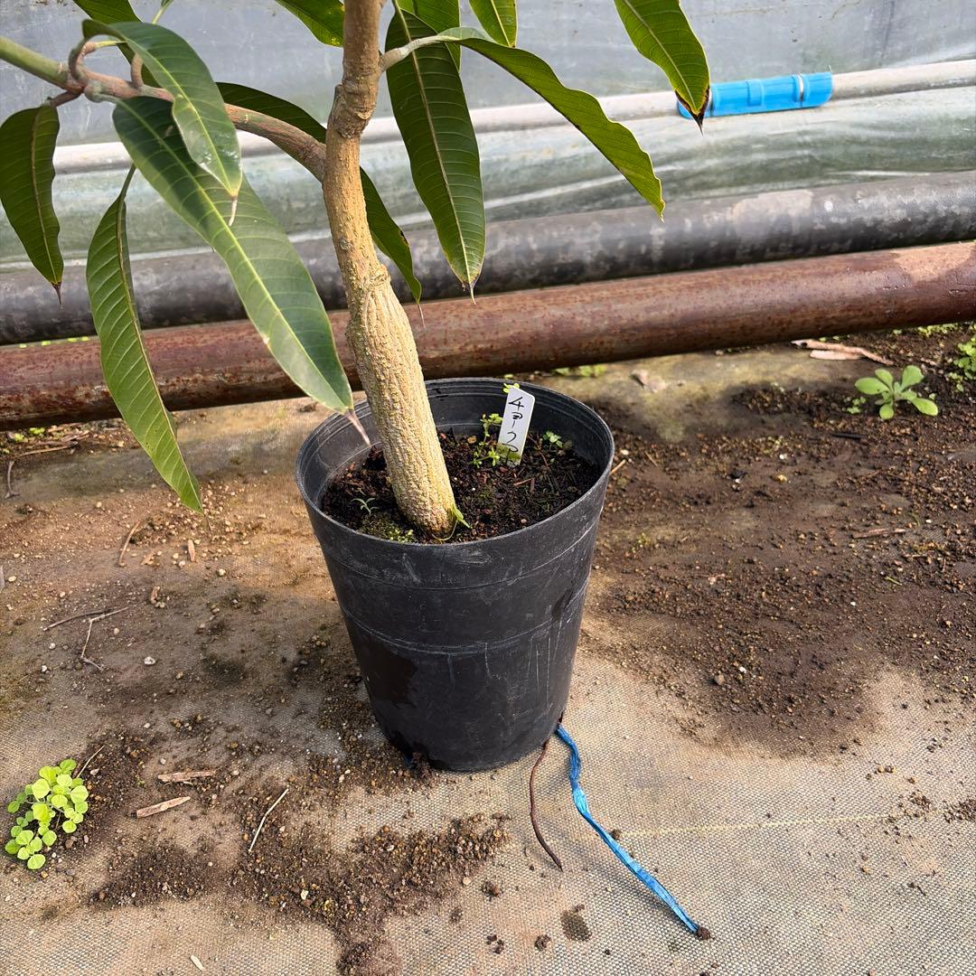 チョークアナン　マンゴー苗