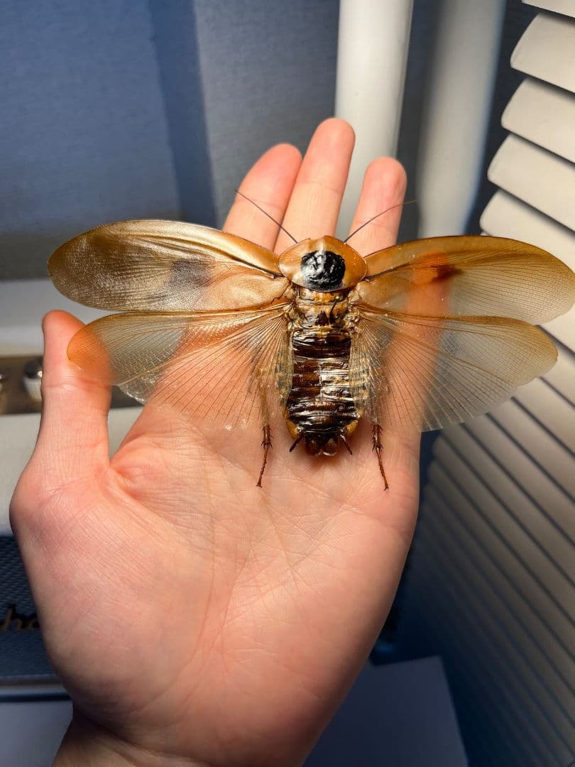 【蜚開翅】ブラベルスギガンテウス ゴキブリの標本 レッドローチデュビア