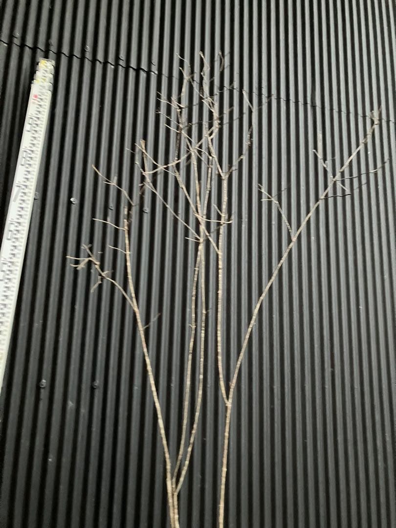 山採り　オトコヨウゾメ