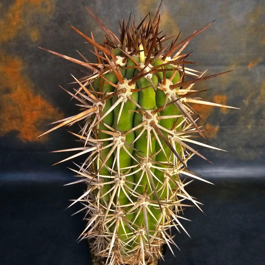 サボテン Trichocereus chilensis