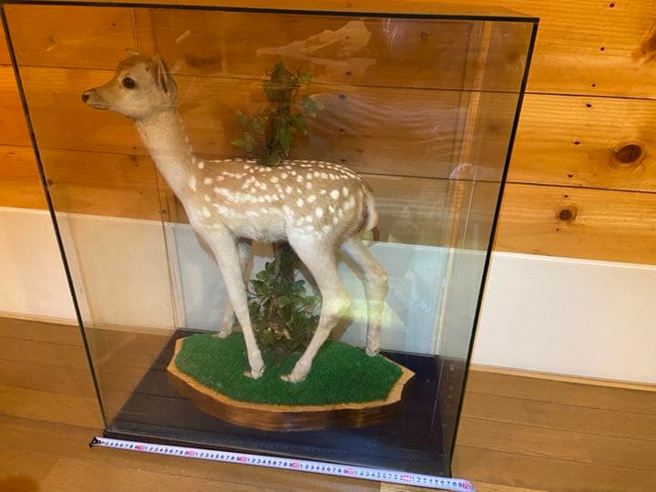 バンビの剥製　小鹿　本物　美品