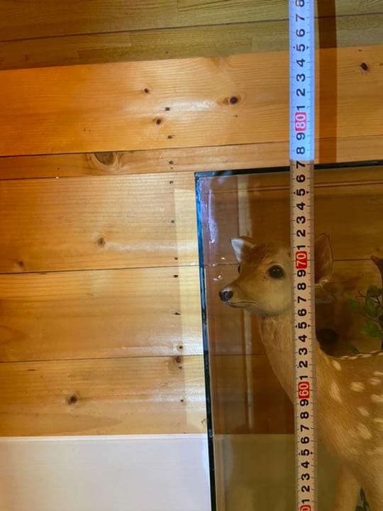 バンビの剥製　小鹿　本物　美品