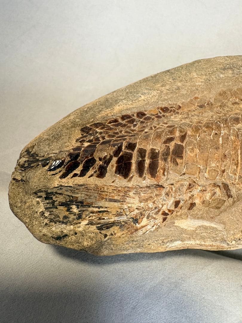 【白亜紀・本物】古代魚の化石 1139g 全身 18cm 鱗まで鮮明