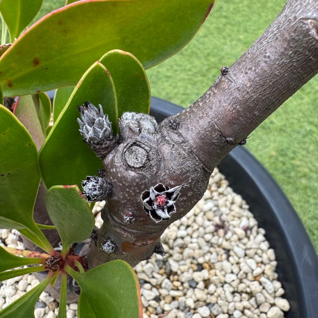 プロテア キングピンク 10号 Protea \" King Pink \" 希少株