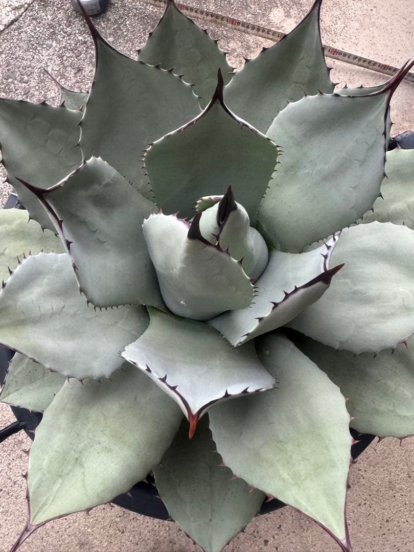 アガベ Agave parryi 244