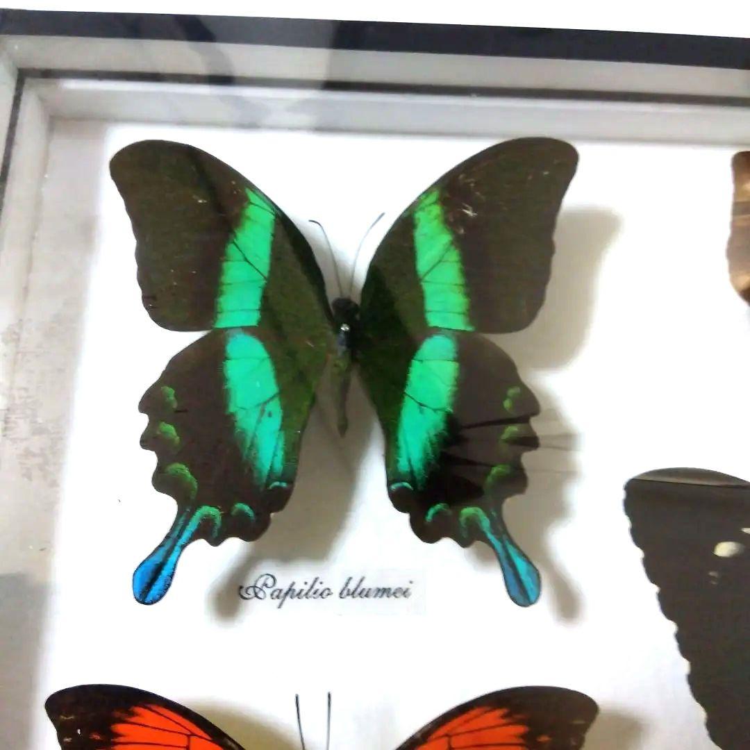 オオルリアゲハ他熱帯性蝶類合計9種類