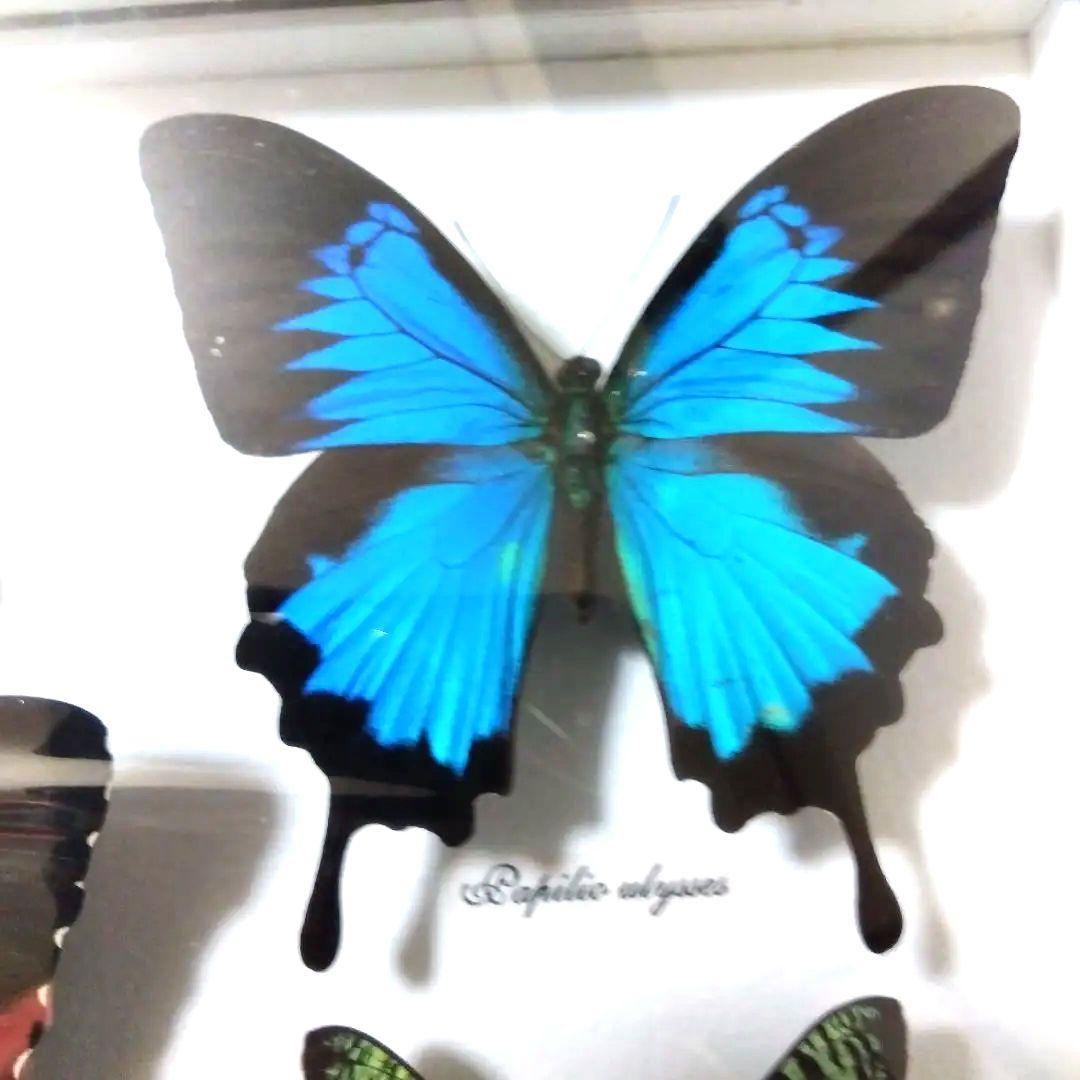 オオルリアゲハ他熱帯性蝶類合計9種類