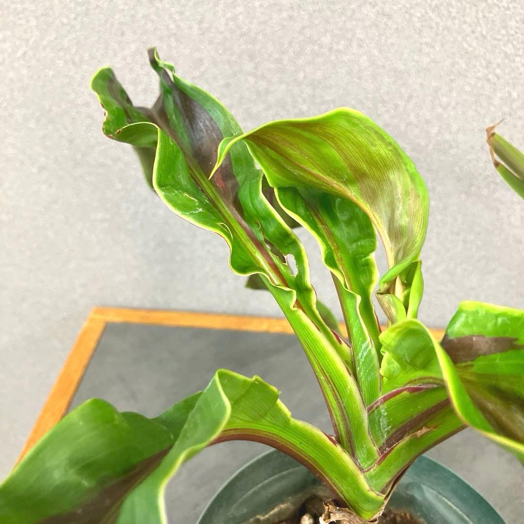 超希少❗️コルジリネ　ギニーサイクロン✨