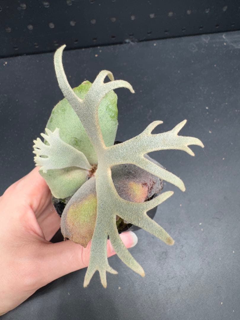 ビカクシダ　YMDS Totoro HHRナーセリータグ付け #344