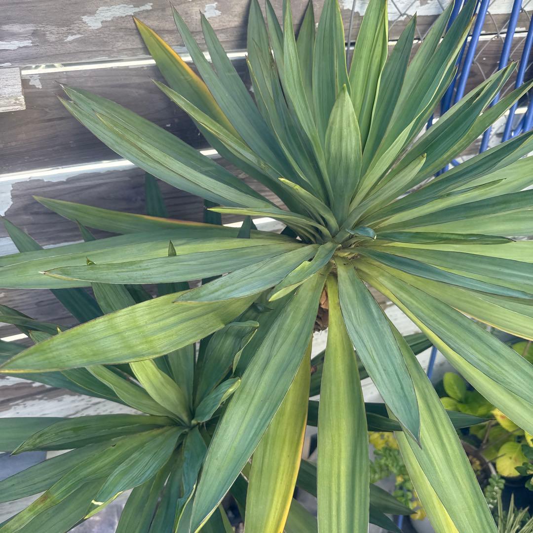 ユッカグロリオサ　分頭！　子株も有り　芋付き　1.3m以上　直接取り引きのみ