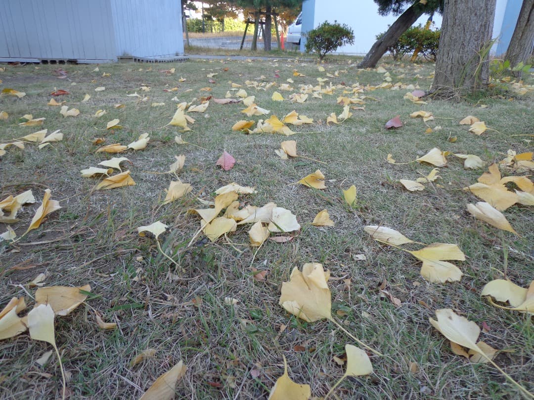 実写良⭕️【動作確認済】SONY Cyber−Shot DSC-W630デジカメ