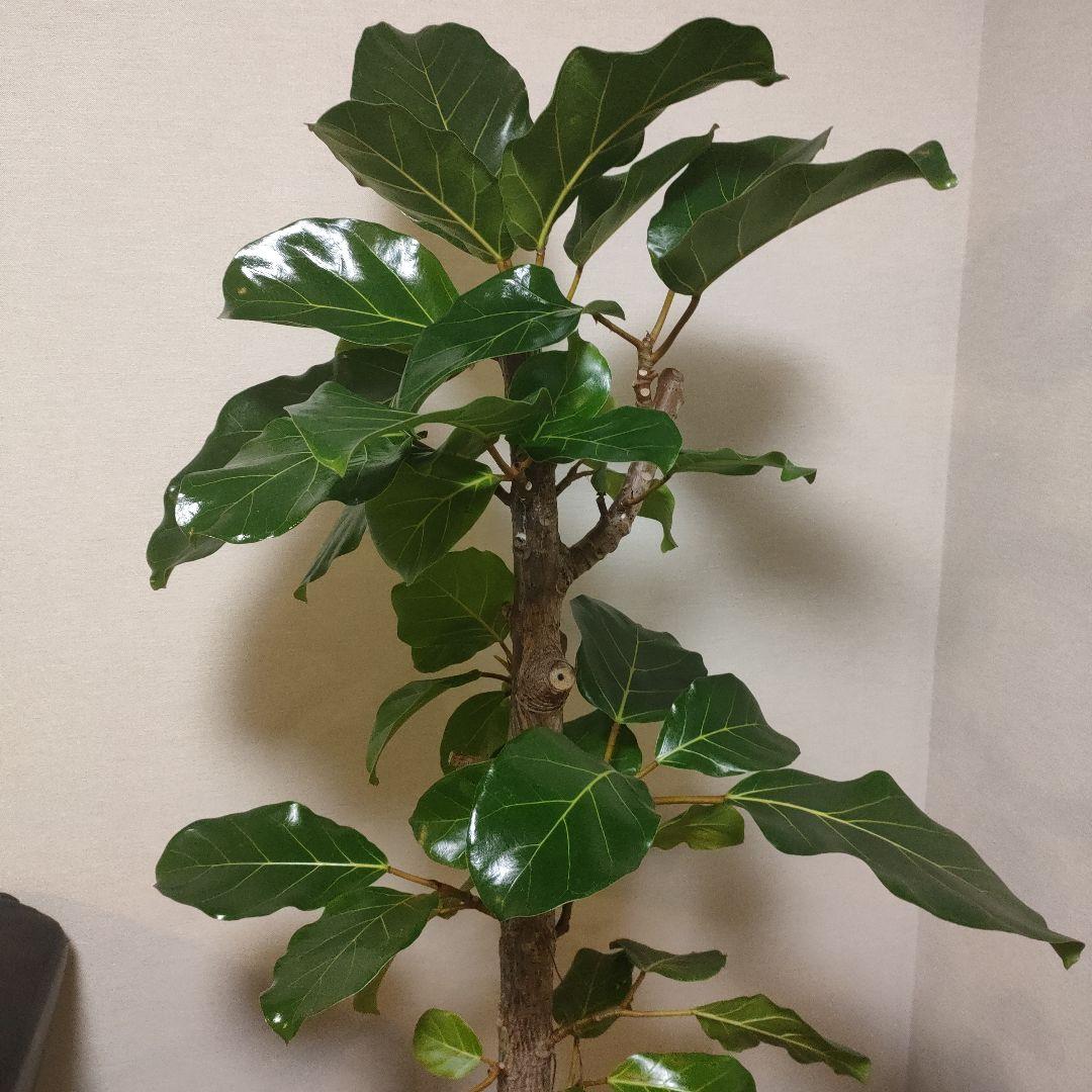 アフリカンプリンス 約1.7mストレート10号サイズ