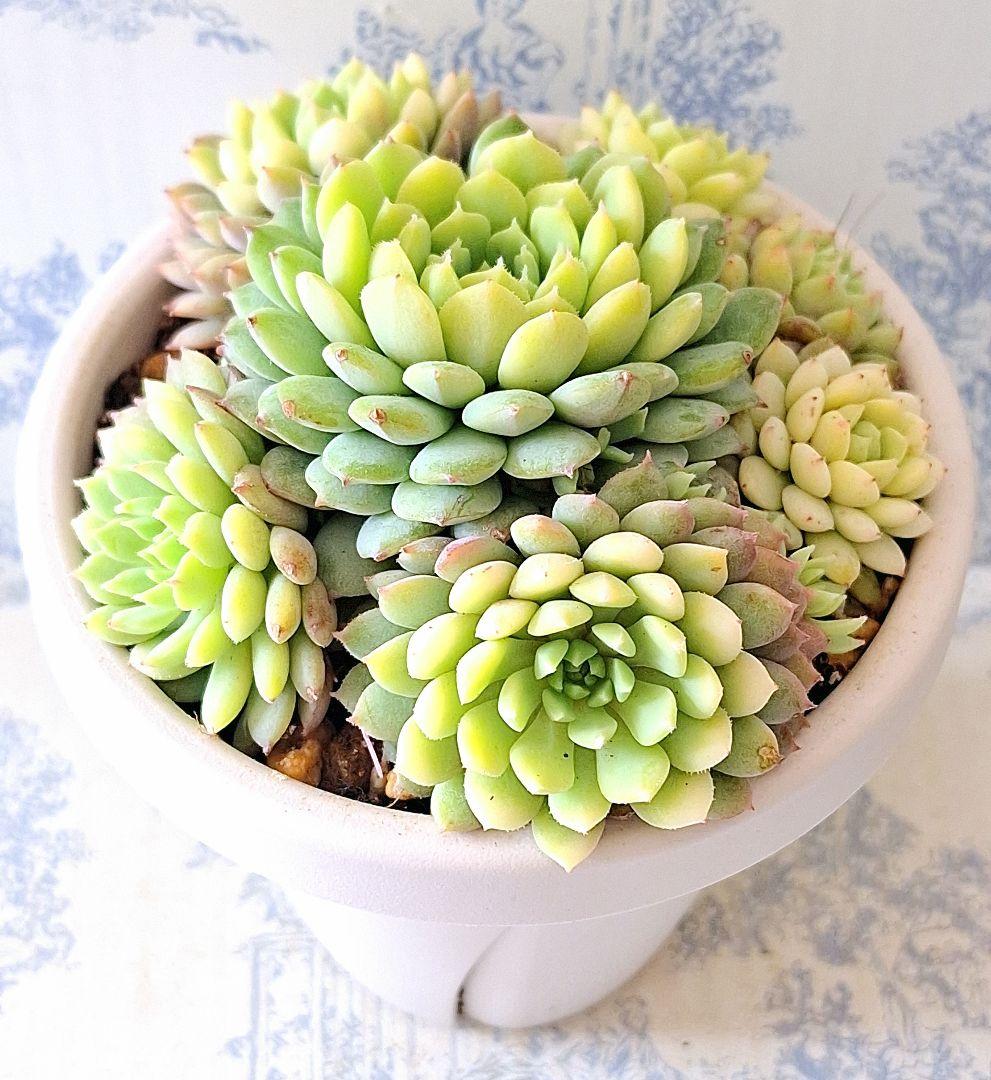 3号鉢　ちょこん　札付きポットごとメルカリ便おらいさん苗ミックスベリア